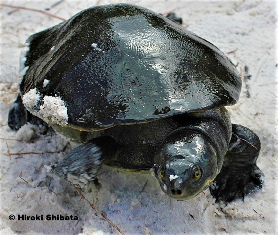 Fraser Island Short-necked Turtle, was Emydura macquarii nigra now Emydura krefttii nigra